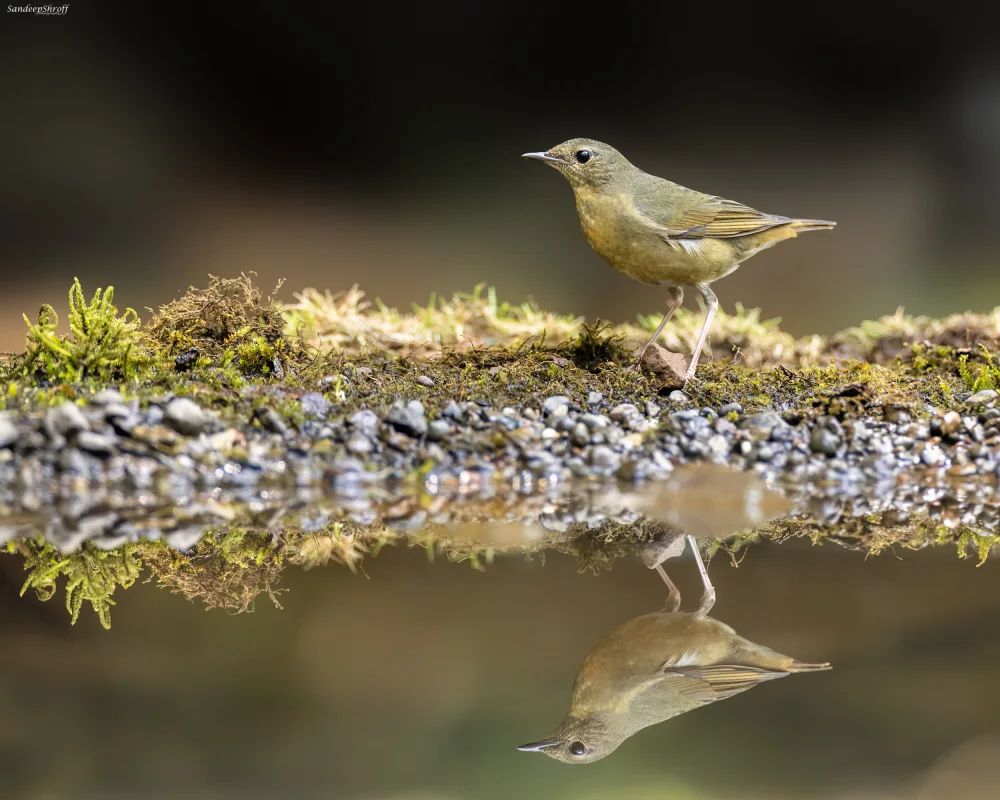 Shroff, Sandeep: Indian Blue  Robin