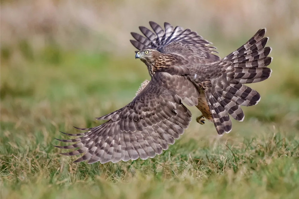 Manusevich, David: Hawk