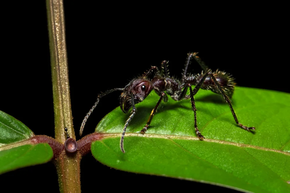 Zygmunt, Milan: Paraponera clavata