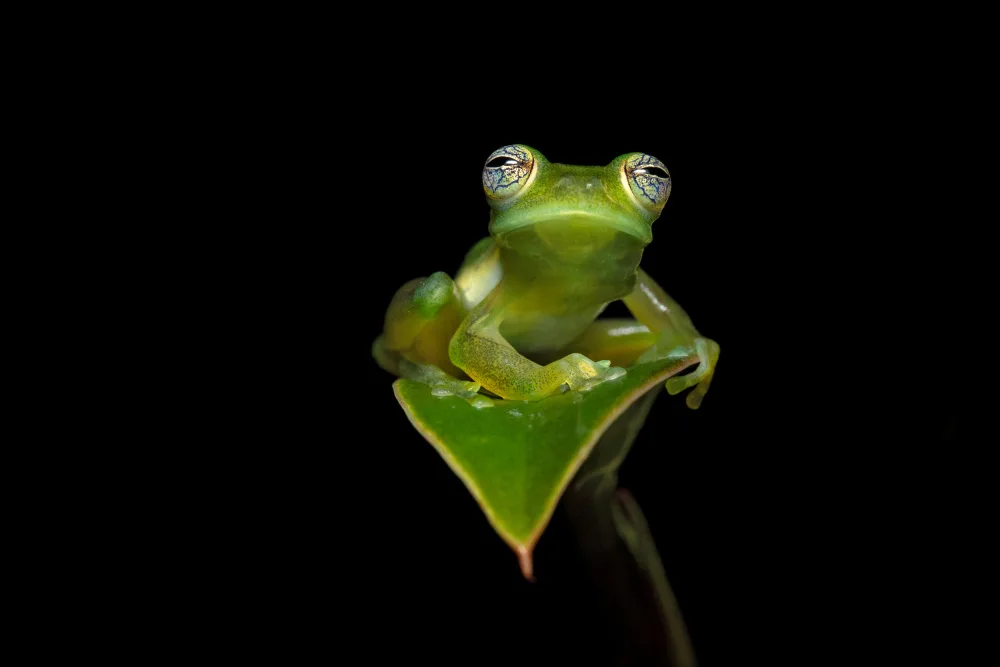 Zygmunt, Milan: Spiny Cochran frog