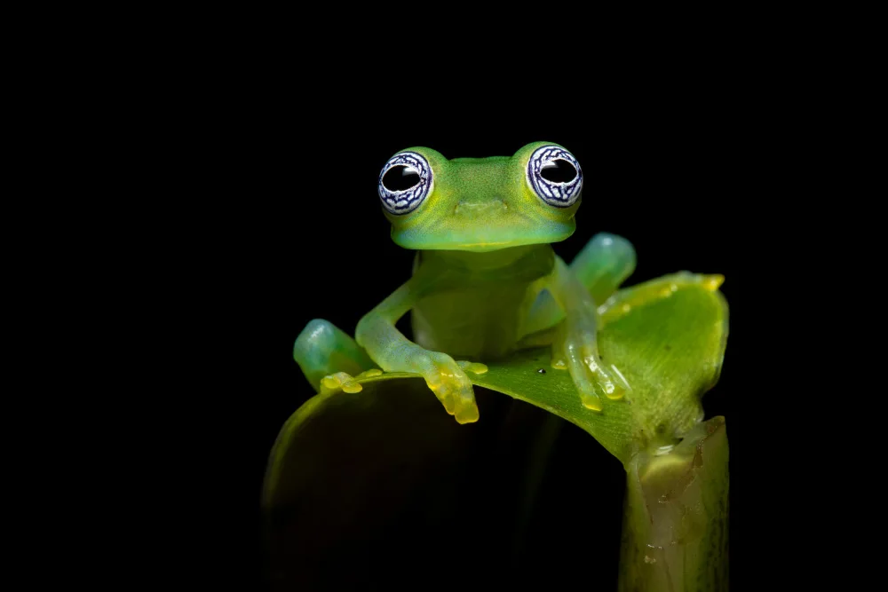 Zygmunt, Milan: Limon giant glass frog