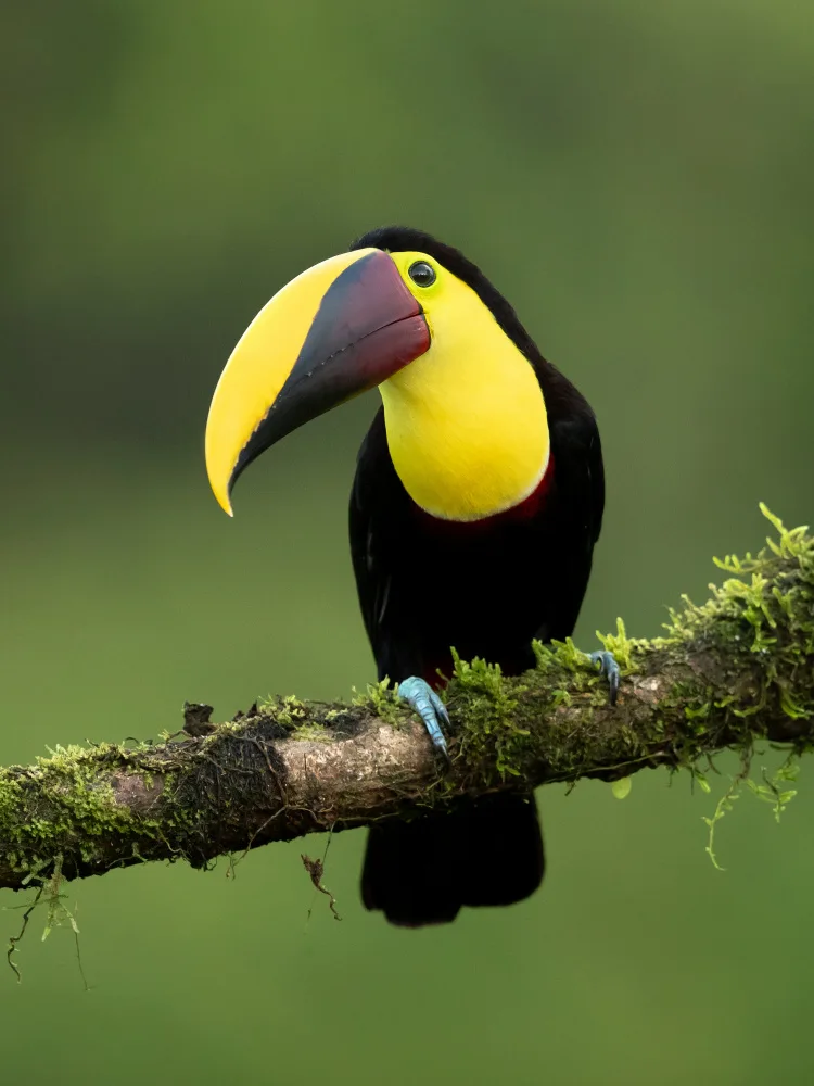 Zygmunt, Milan: Yellow-throated toucan