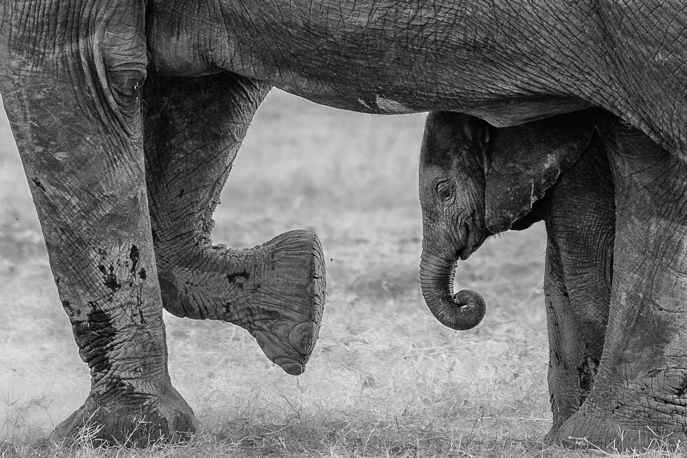 Khataw, Ali: Elephant Frame