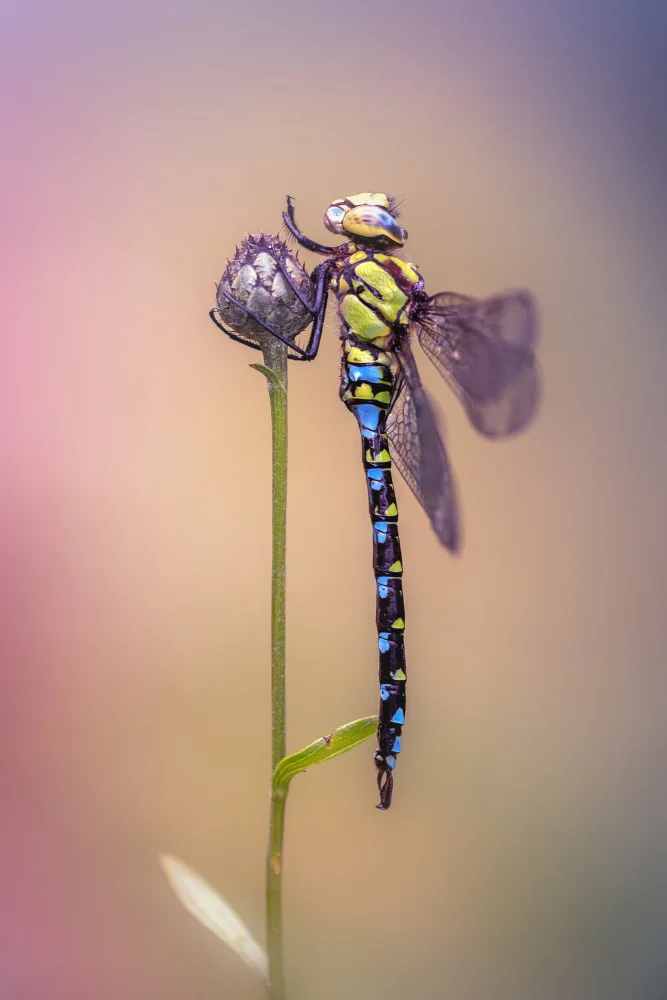 Daminelli, Fabrizio: Aeshna cyanea