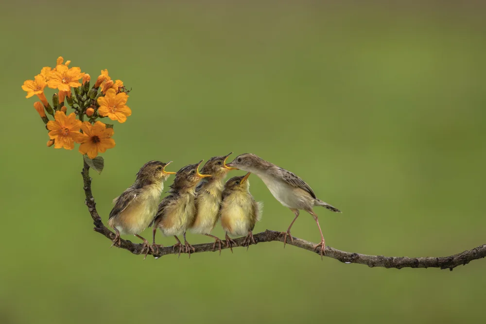 Hidajat, Muljati: Feeding Time