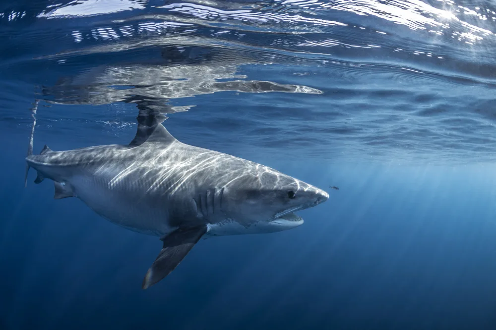 Gabriel, Barathieu: Encounter with a big tiger shark