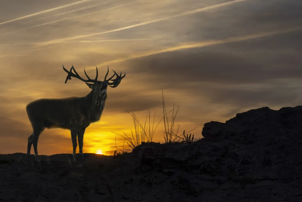 Zvelebil, Marketa: Greeting the Sun