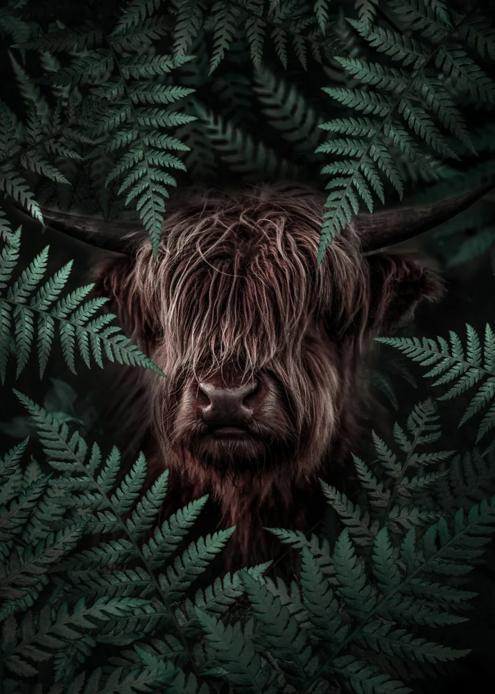 Barizi, Al: Yak Cow
