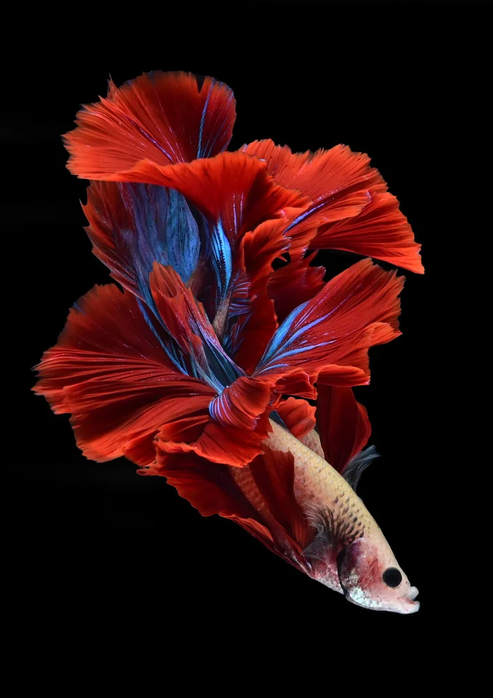 Aditya, Rawisyah: Like a flower of bettafish