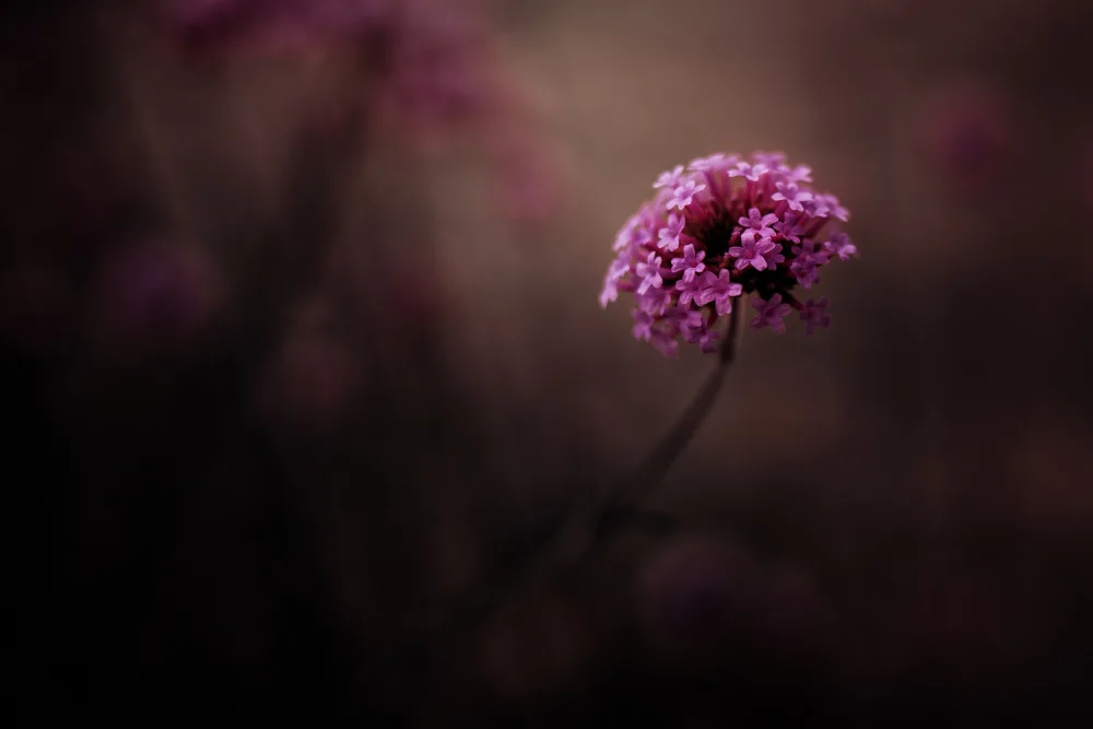 Sitnikiene, Sofia: Small moments