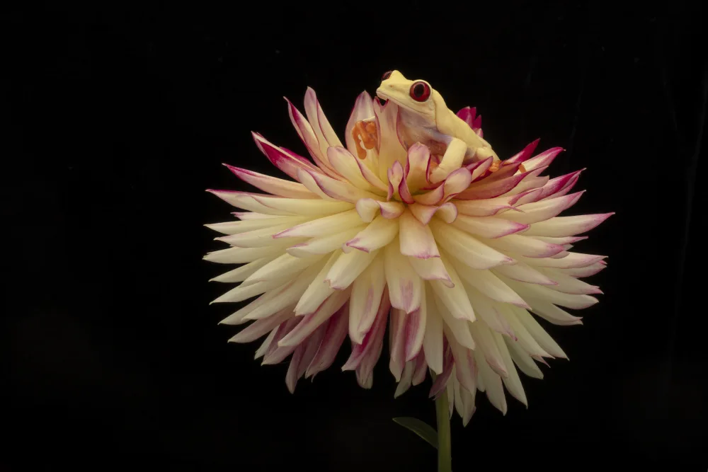 Lester, D Linda: Yellows and Reds with Albino Red Eye Tree Frog
