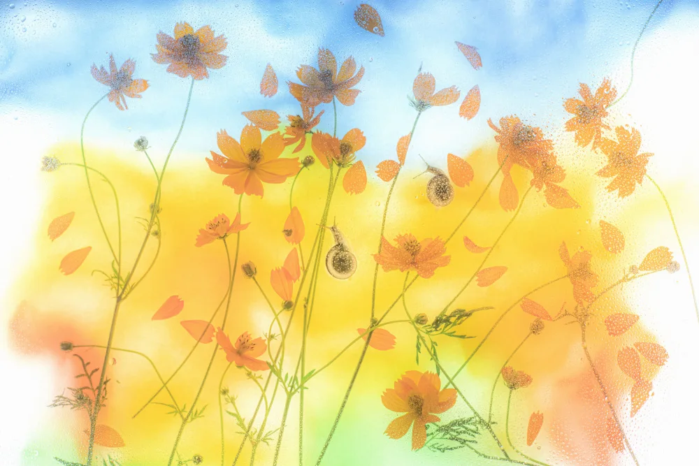 Miharu: poesía del cielo azul