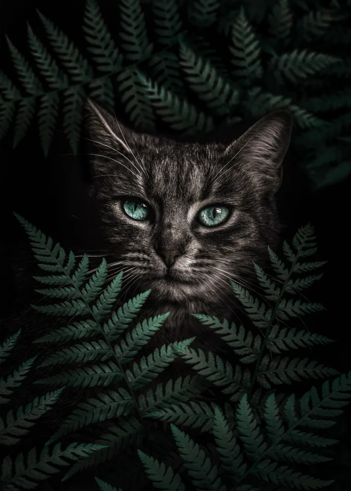 Barizi, Al: Green Eyes Cat With Ferns