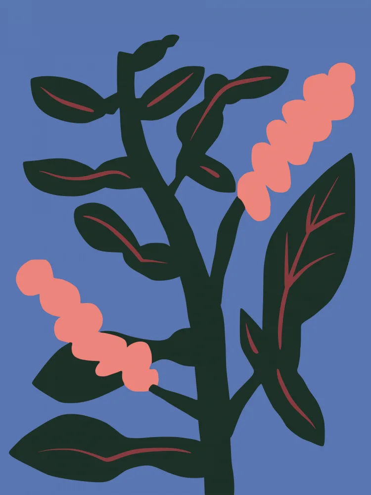 Dean, Little: Lolipop Flower