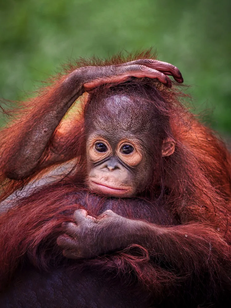 Dennaga, Prabu: Tipsymonkey