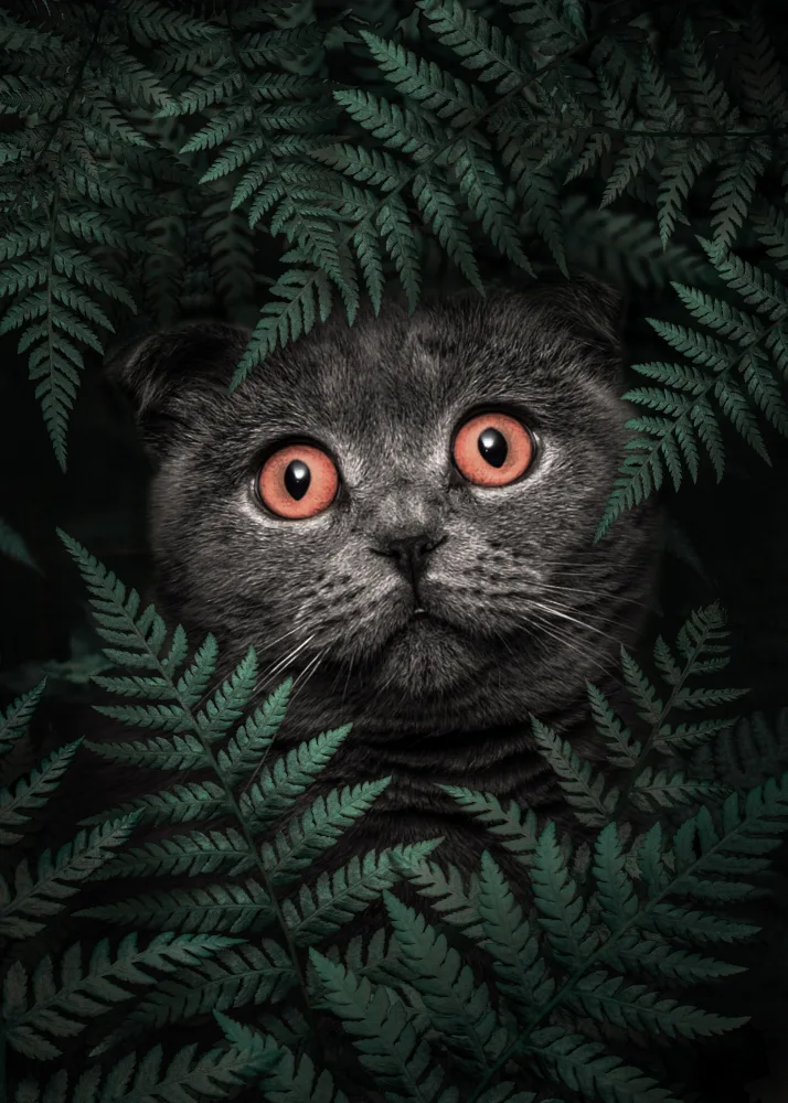 Barizi, Al: British Shorthair Cat