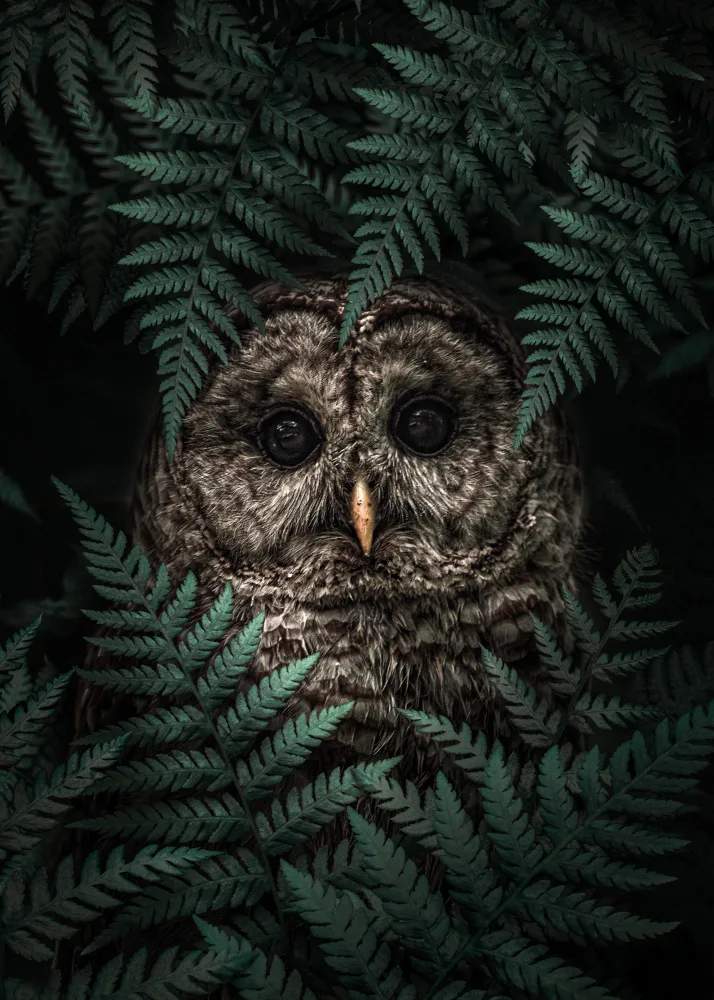 Barizi, Al: The Owl in Ferns