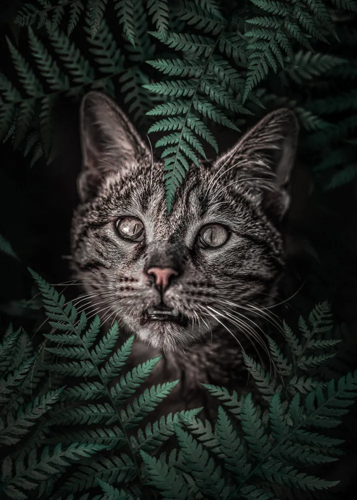 Barizi, Al: Meow Cat in Ferns