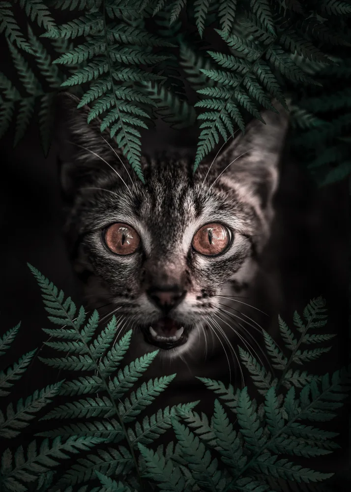 Barizi, Al: Gatito