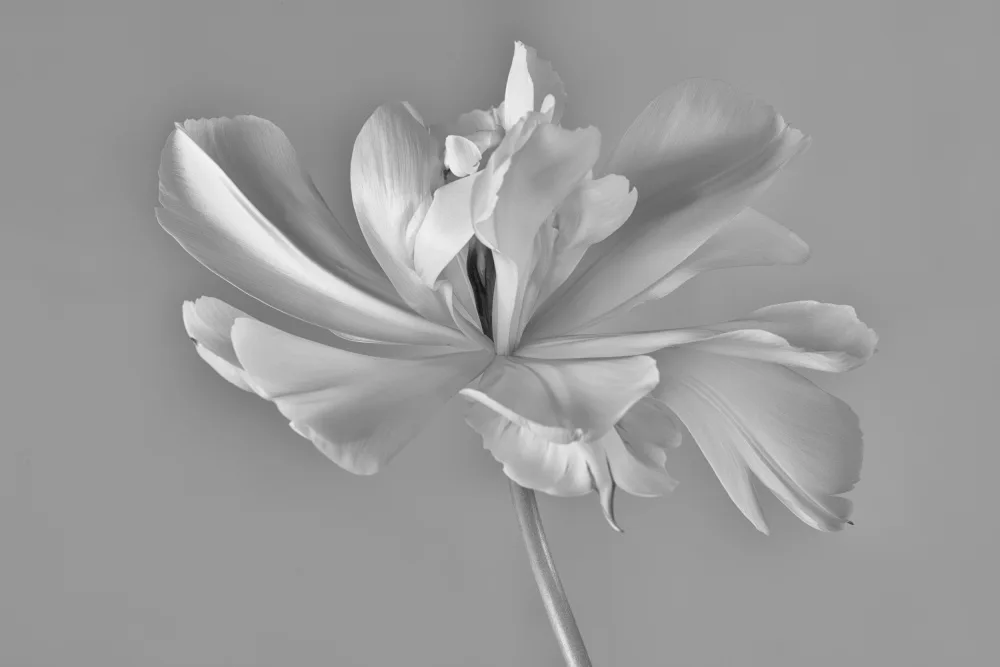 Myles, Penny: Emperador exótico tulipán ii)