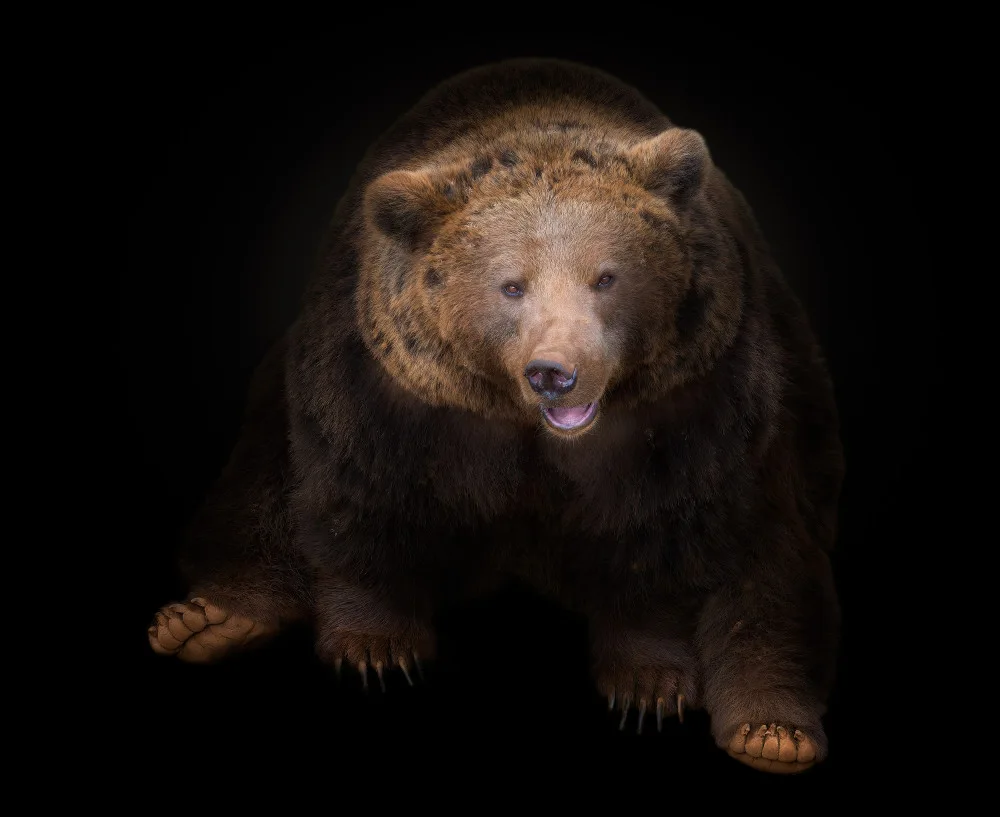 Huertas, Garcia Helena: bear