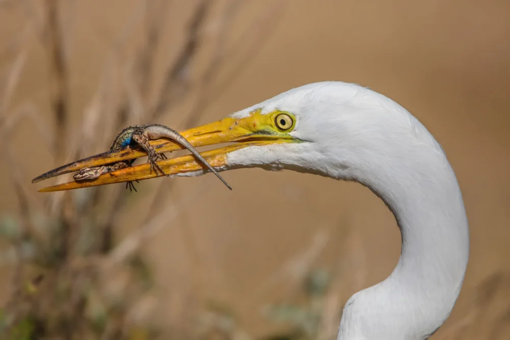 Liu, Wei: Great Egret and Lizard