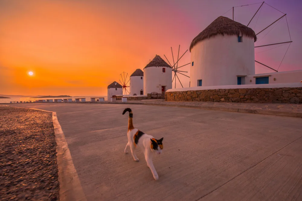 Zhu, Jay: Lone cat and windmills
