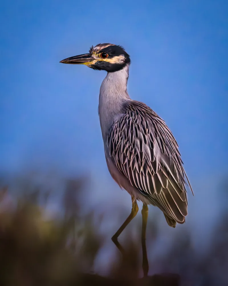 Li, Wanghan: Yellow-crowned Night Heron