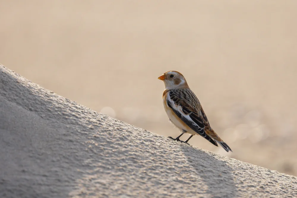 Keizer, Annie: Little bird in the sand dunes.