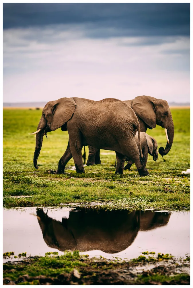 CervoAnsioso: An Elephant Family