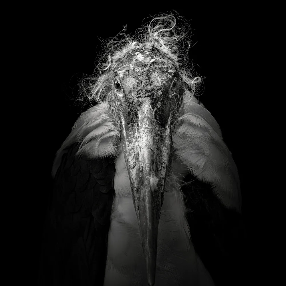 Meermann, Christian: Marabou #9