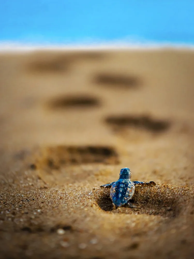 Can, Ali: caretta caretta