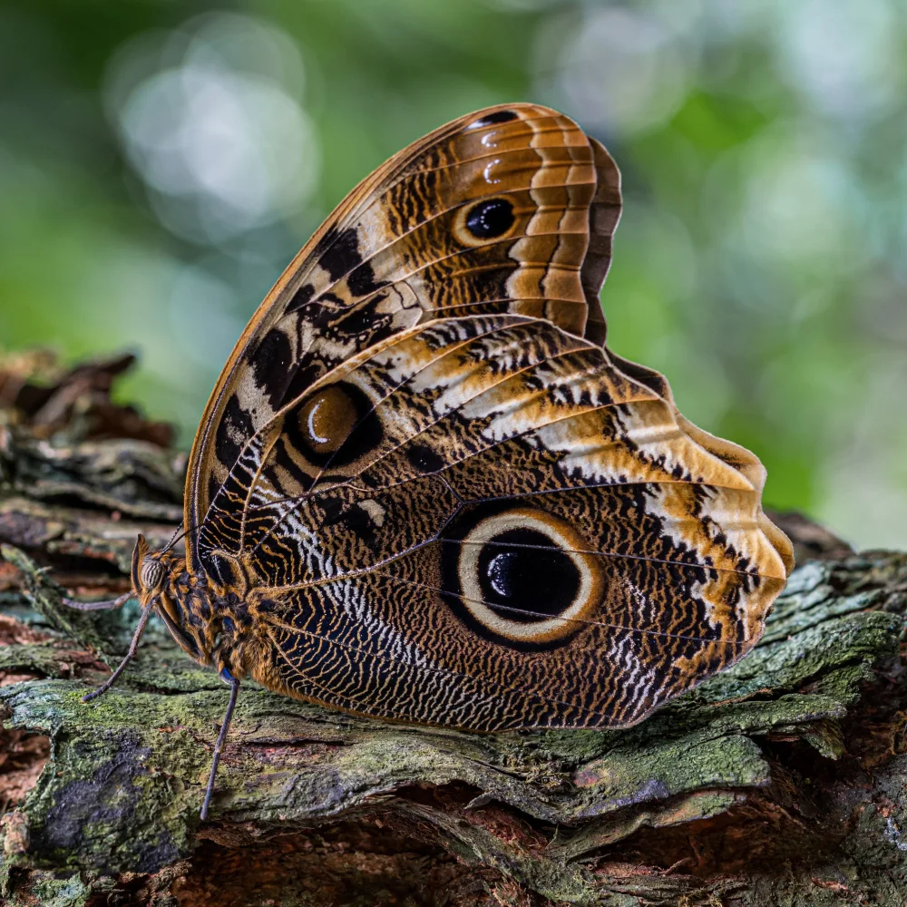 Zimmermann, Urs: caligo memnón