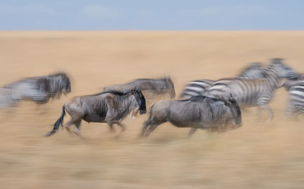 Kukrinov, Alexandr: Racing in the savannah...