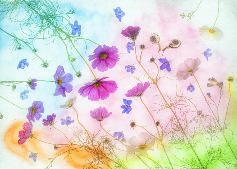 Miharu: poesía de colores de otoño