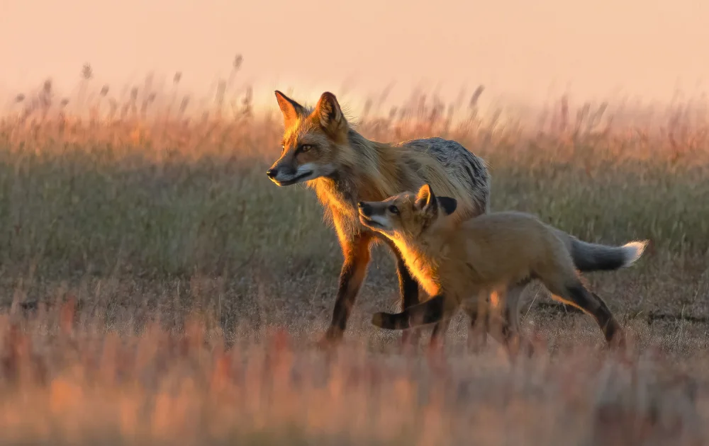 Huang, Johnson: Red fox