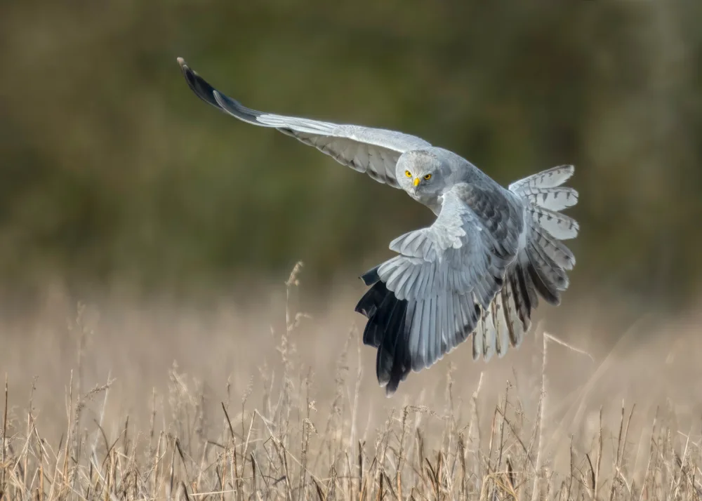 Helsen, Eddy: Hen Harrier
