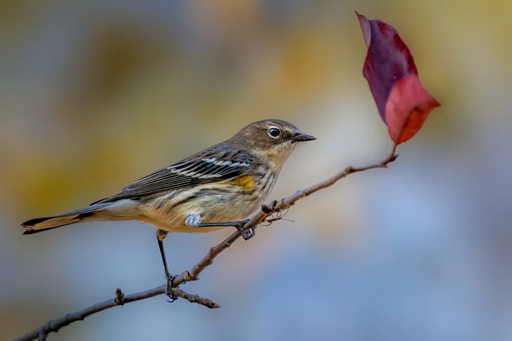Xu, Jian: Yellow rumped warbler