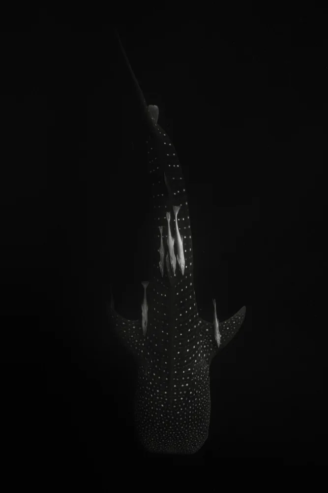 Melesan, Serge: Spotted of the deep