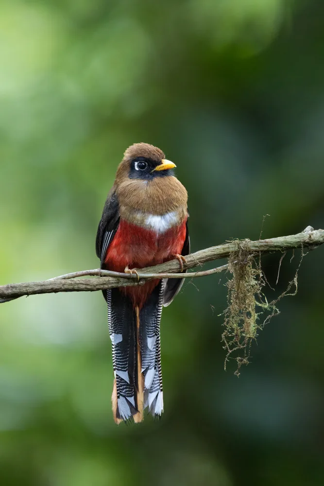 Lu, Bill: Trogon