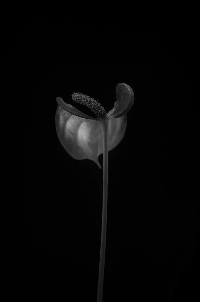 Grønkjær, Lotte: Anthurium