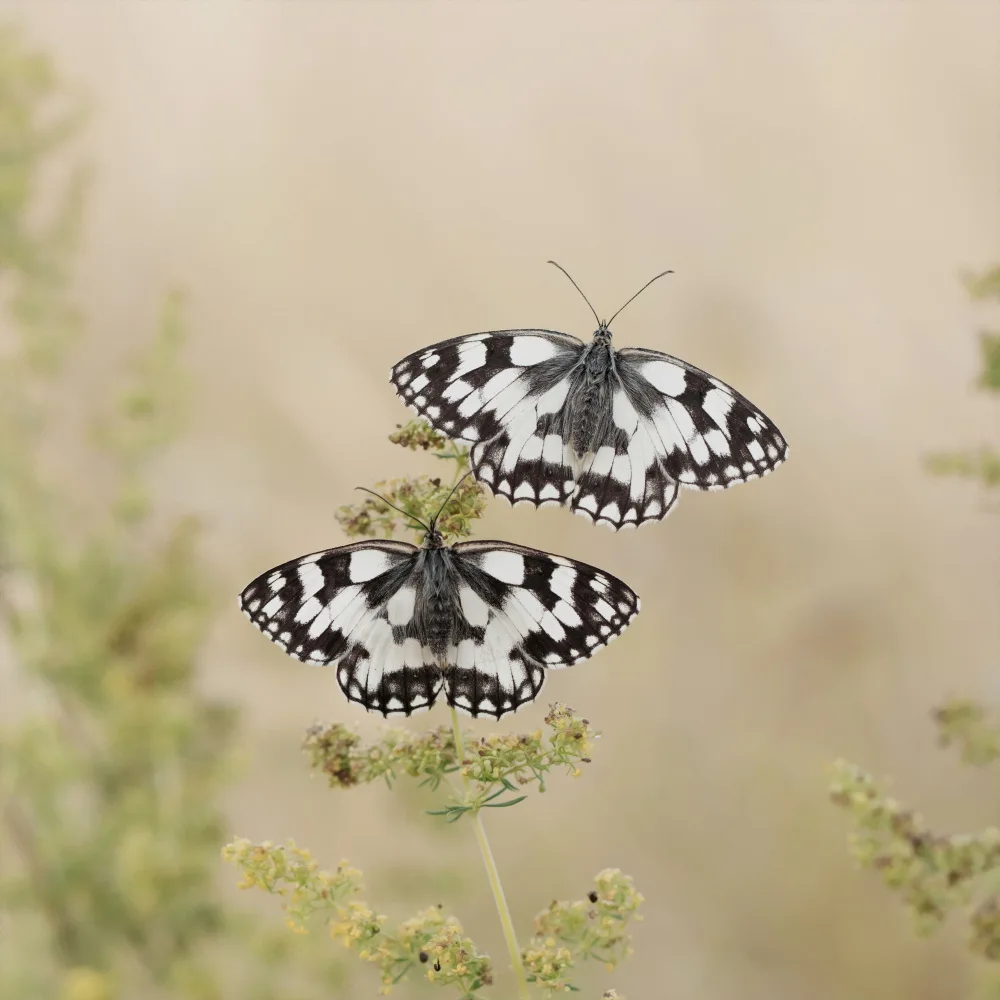 Vos, de Daan: Two Is Better Than One