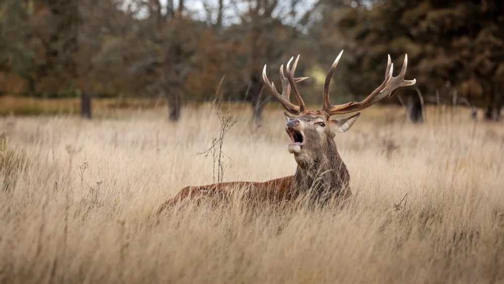 Mahony, O Kieran: Appel des cerfs