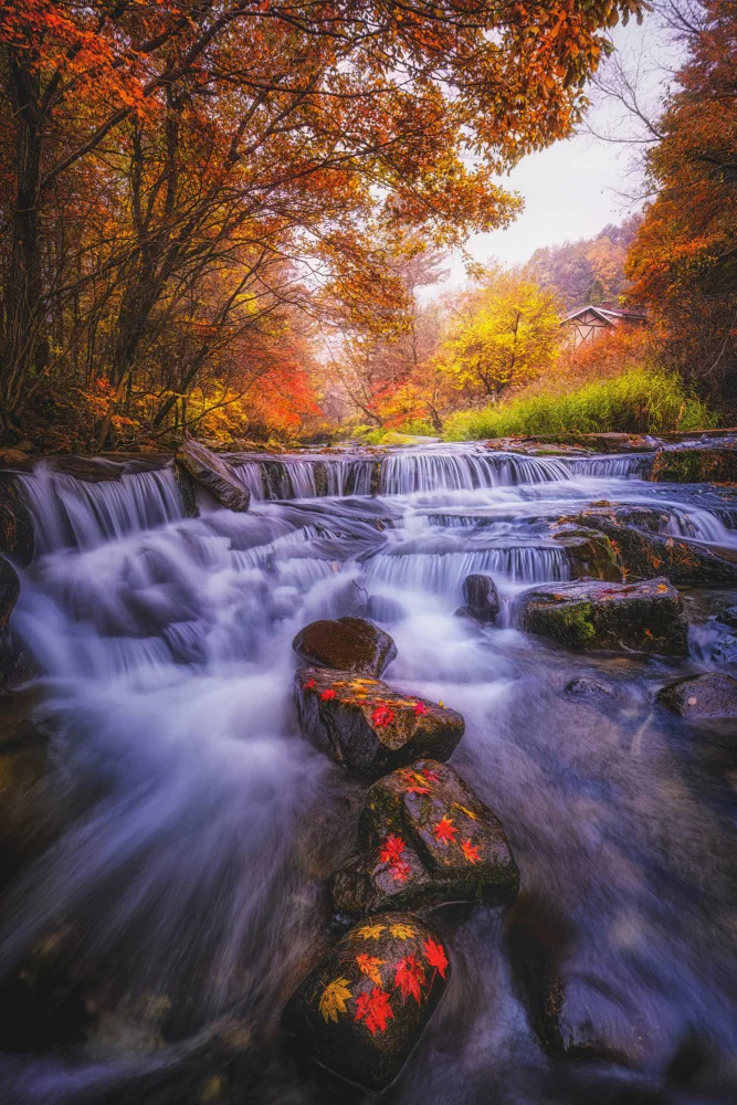 Seo, Tiger: Autumn Scent
