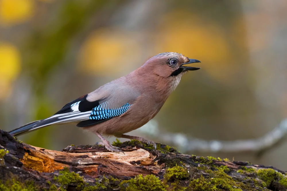 Doronin, Dmitry: Eurasian jay