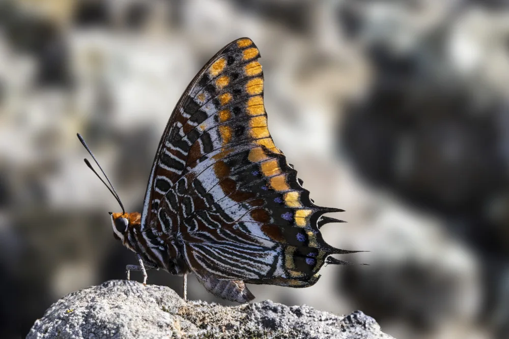 Imac, Enrico: Charaxes jasius mezi skalami