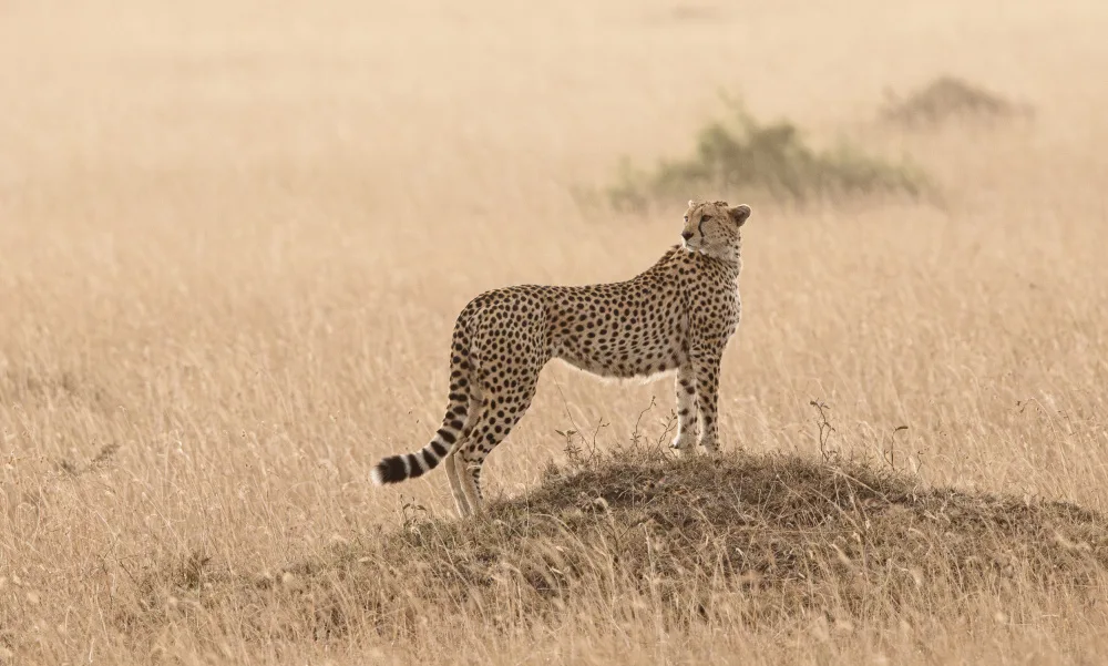 Huang, Johnson: Cheetah