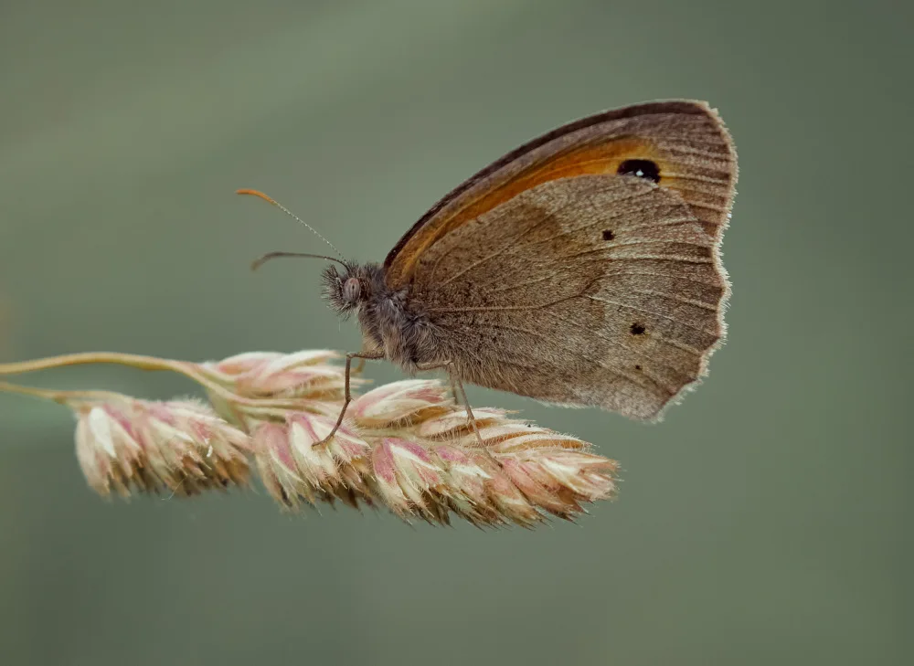Williams, Stuart: Meadow Brown.