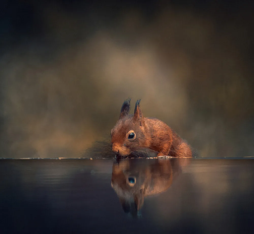 Horst, ter Gert: Thirsty squirrel
