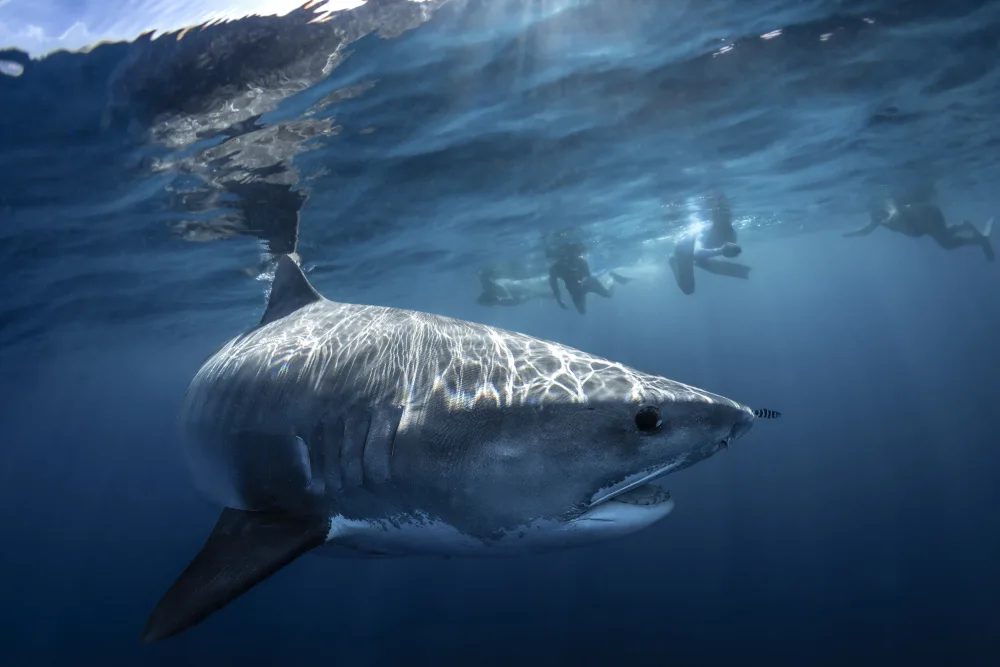 Gabriel, Barathieu: A Tiger shark is looking at me